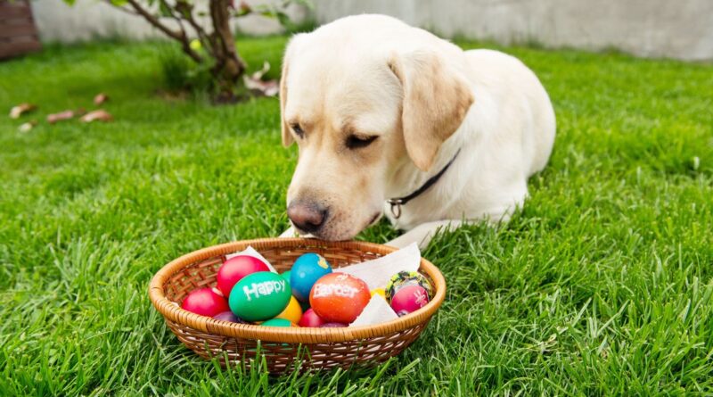 Chasse aux œufs : chocolat dans la pelouse nocif pour votre chien
