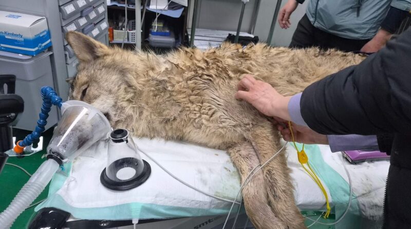 Corée du Sud : Le loup Neukgu échappé d'un zoo a été récupéré