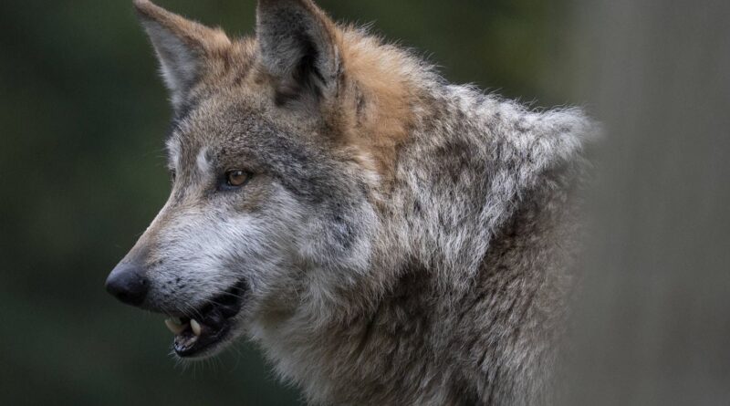 Corée du Sud : Un loup s'évade du zoo de Daejeon