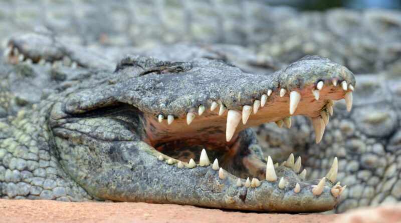 Crocodiles : présence surprenante dans les villes européennes