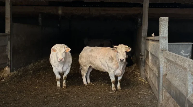 Des bovins morts à cause de déchets de canettes, l'agriculture s'inquiète.