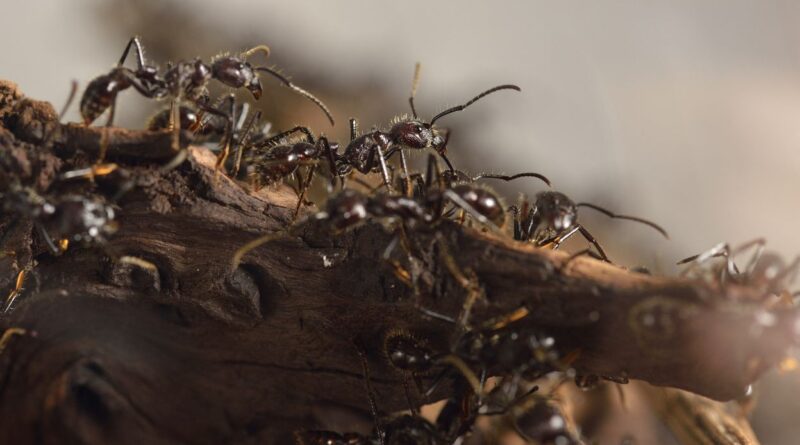 Des millions de fourmis envahissent Karlsruhe : supercolonies en expansion.