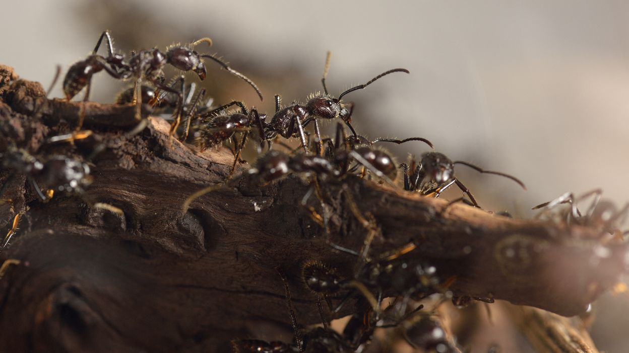 Des millions de fourmis envahissent Karlsruhe : supercolonies en expansion.