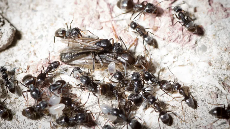 L’espèce Tapinoma magnum se différencie par ses supercolonies