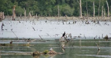 Des oiseaux du Marais d'Harchies abattus en France : saisies internationales pour arrêter le massacre.