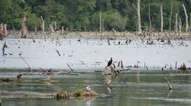 Des oiseaux du Marais d'Harchies abattus en France : saisies internationales pour arrêter le massacre.