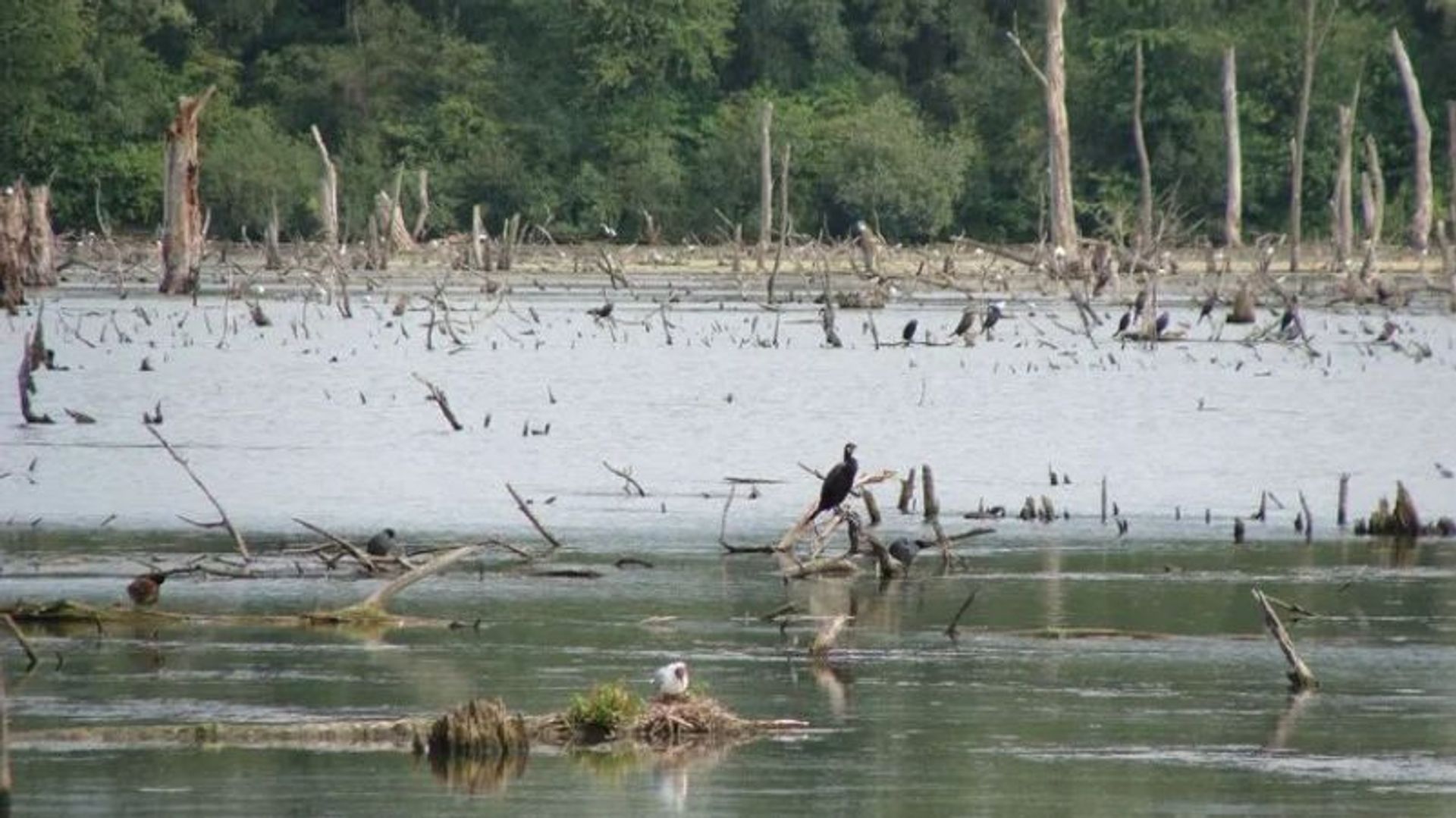 Des oiseaux du Marais d'Harchies abattus en France : saisies internationales pour arrêter le massacre.