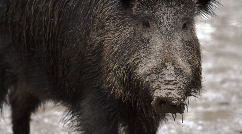 Edward le robot « influenceur » traque des sangliers à Varsovie.