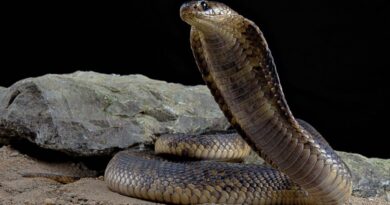 Egypte : Un touriste allemand ne survit pas à une morsure de serpent.