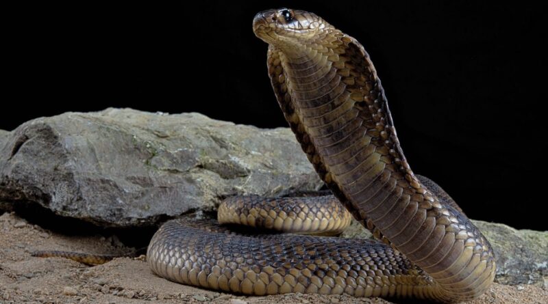 Egypte : Un touriste allemand ne survit pas à une morsure de serpent.