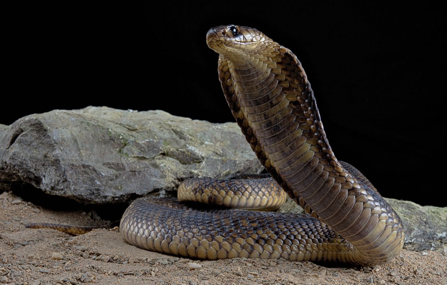 Egypte : Un touriste allemand ne survit pas à une morsure de serpent.