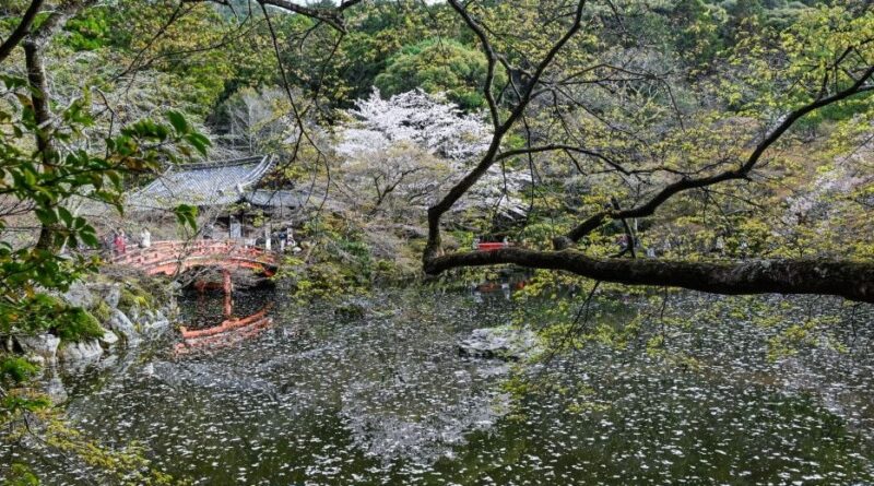 EN IMAGES : Les photos marquantes de la floraison des cerisiers japonais.