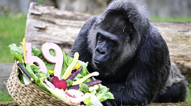 Fatou, la plus vieille gorille du monde, fête ses 69 ans à Berlin.