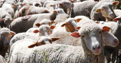 Fête du sacrifice : Aïd ou méchoui-party ?