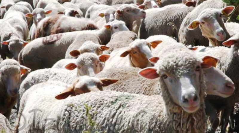 Fête du sacrifice : Aïd ou méchoui-party ?