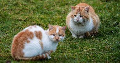Hérault : La propriétaire de Rémi, chat rôdeur, condamnée à indemniser son voisin