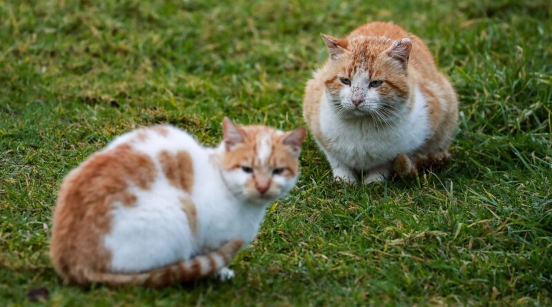 Hérault : La propriétaire de Rémi, chat rôdeur, condamnée à indemniser son voisin