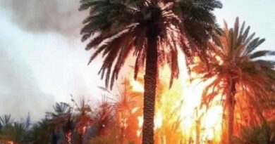 Incendie à Tozeur : 200 palmiers détruits dans l'ancienne oasis