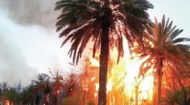 Incendie à Tozeur : 200 palmiers détruits dans l'ancienne oasis
