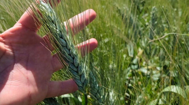 Intempéries à Mahdia : 100 % des céréales détruites à Ouled Chamekh
