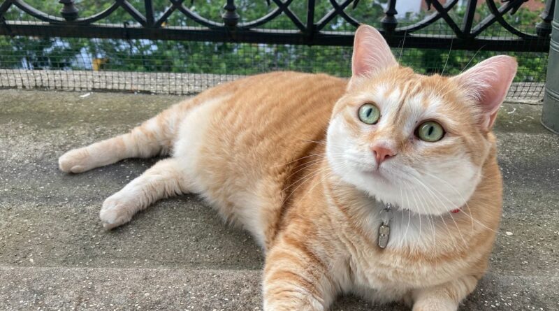 Japon : Un traitement contre l'insuffisance rénale chronique féline en développement