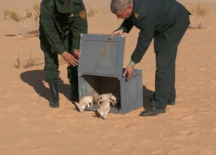 Peut être une image de animal