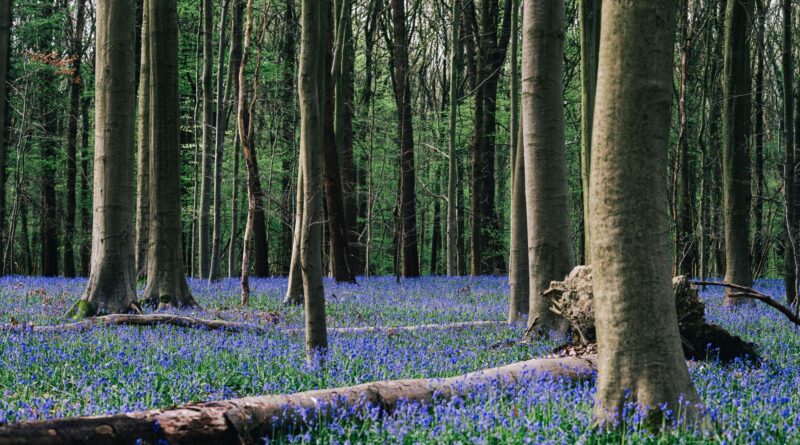 La saison des jacinthes ne s'ouvre pas encore au Bois de Hal.