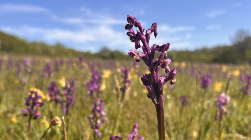 La Wallonie publie sa première "Liste rouge officielle" des plantes menacées.