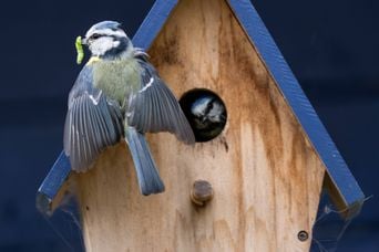 Le printemps est là : pourquoi ne nourrir pas les oiseaux maintenant ?