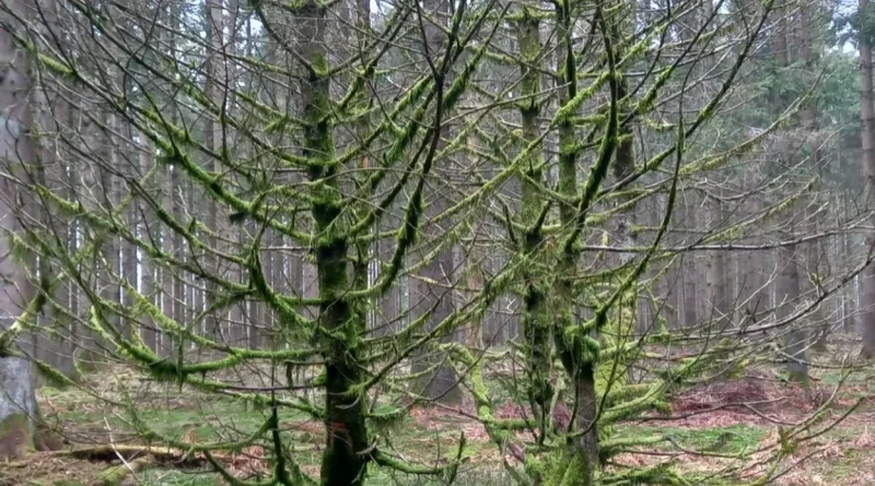 Les 20 marches Adeps du dimanche 5 avril 2024 en Wallonie