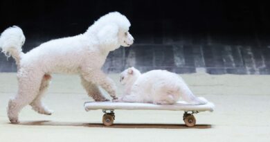 Les Français abandonnent toujours les chiens et chats : explications.