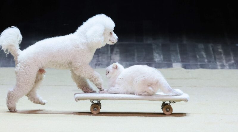 Les Français abandonnent toujours les chiens et chats : explications.