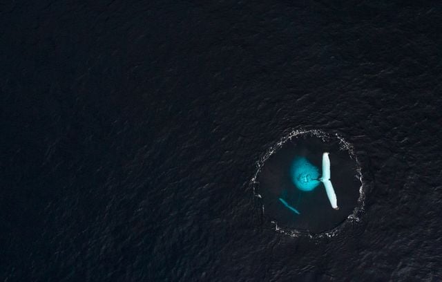 Photo finaliste dans la catégorie « Océan » et lauréate du Prix des lycéens : Baleine à bosse et son petit par Arnaud Farré.