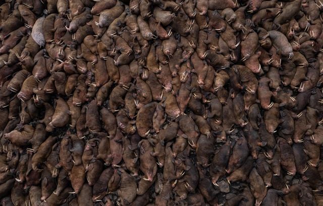 Photo lauréate de la catégorie « Régions polaires » : Morses du Pacifique, Russie par Vadim Makhorov.