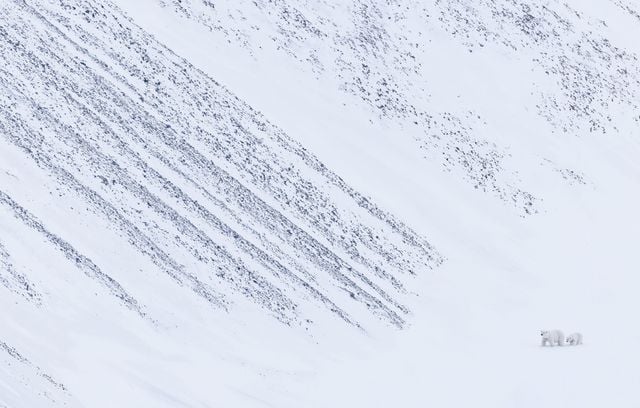 Photo finaliste dans la catégorie « Régions polaires » : Ourse polaire et son petit, Norvège par Panos Laskarakis.