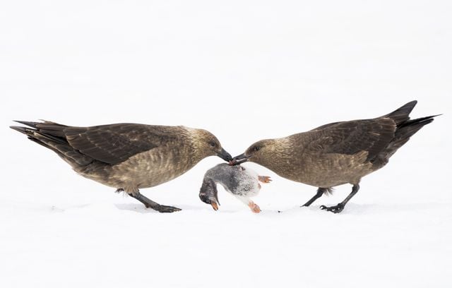 Photo finaliste dans la catégorie « Régions polaires » : Labbes bruns par Lucas Bustamante.