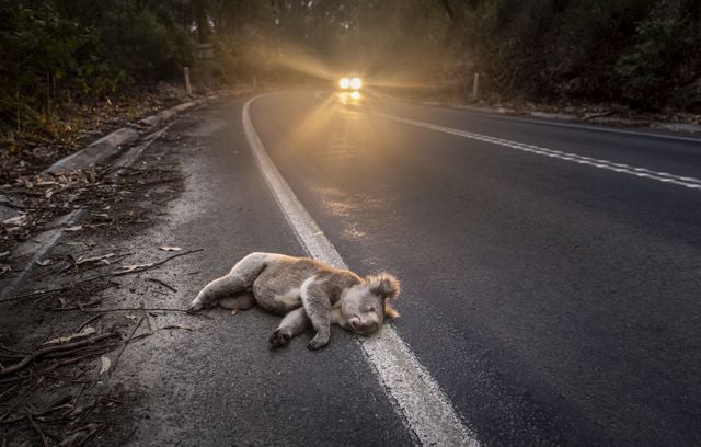Photo lauréate du prix du public : Koala renversé par une voiture par Doug Gimesy.