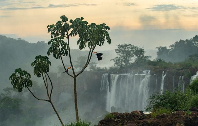 Arnaud Farré est lauréat dans la catégorie « Forêts » avec Chutes d’Iguazú.