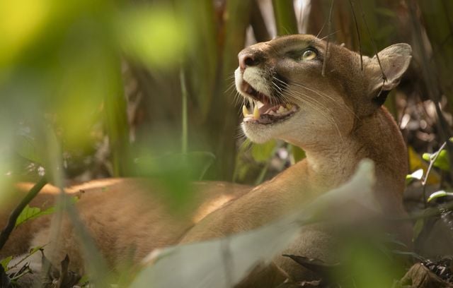 Finaliste dans la catégorie « Forêts » : Puma femelle scrutant la canopée par Luca Eberle.