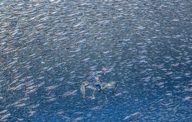 Photo lauréate dans la catégorie « Océan » : Puffin fouquet dans un banc de poissons-lanternes par Henley Spiers.