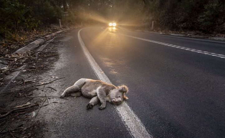 Les plus belles photos d'animaux du Prix 2026 de Photographie Environnementale, en images.