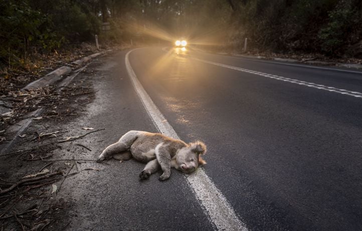 Les plus belles photos d'animaux du Prix 2026 de Photographie Environnementale, en images.