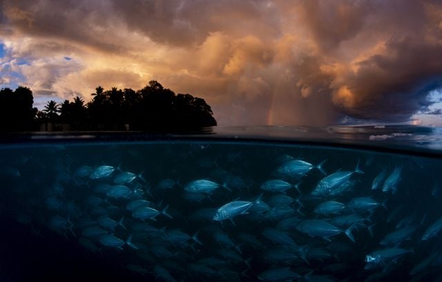 Photo finaliste dans la catégorie « Océan » : Banc de carangues à gros yeux par Shane Gross.