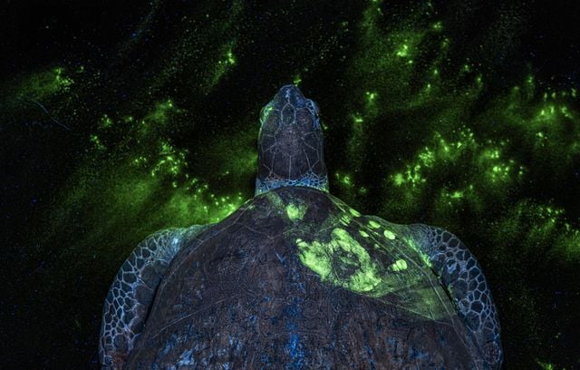 Le Prix du Photographe Environnemental 2026 a été décerné à la photographe Britta Jaschinski pour l’image Science médico-légale contre trafic d’espèces sauvages,, également lauréate de la catégorie « Acteurs du changement ».