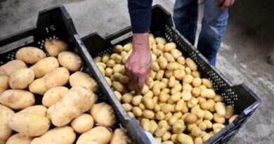Les Wallons invités à consommer des pommes de terre locales face aux surplus