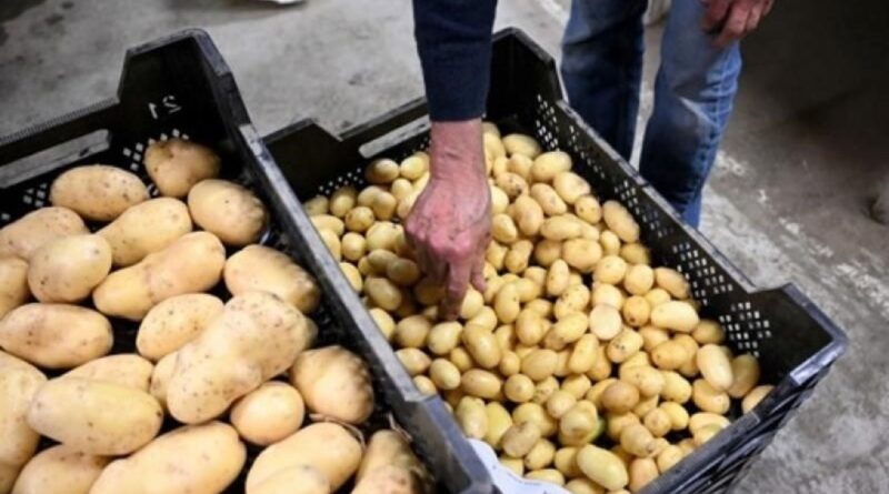 Les Wallons invités à consommer des pommes de terre locales face aux surplus