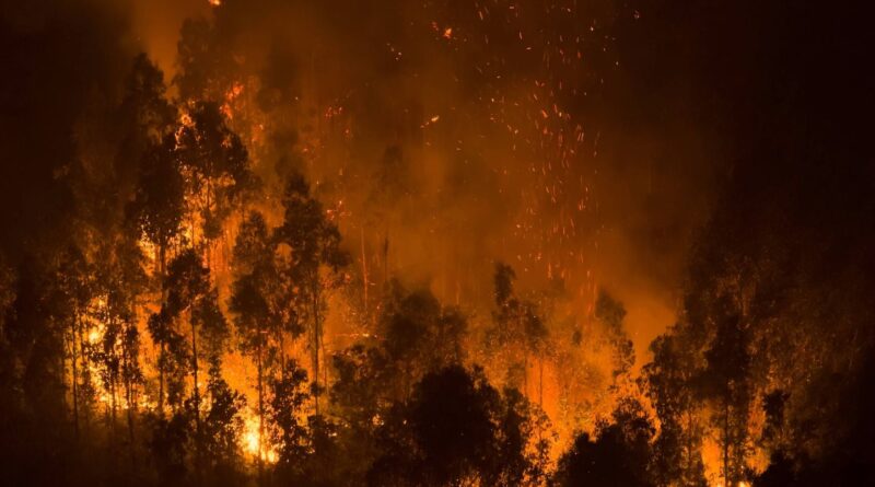 Lozère : un feu de forêt de 110 hectares circonscrit