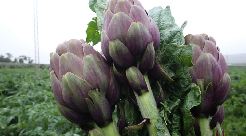 Manouba : 800 ha réservés aux cultures maraîchères