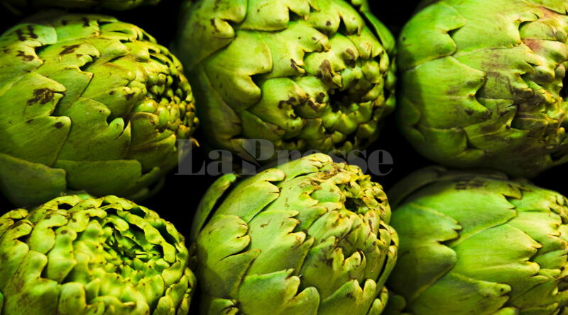 Manouba : deux nouvelles variétés d’artichauts hybrides en expérimentation