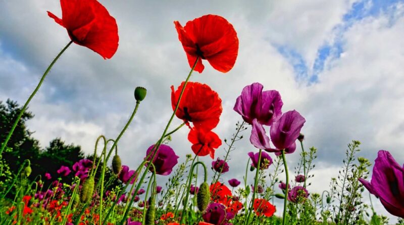 Météo : cellules orageuses ne sont pas prévues aujourd'hui